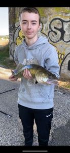 Zander