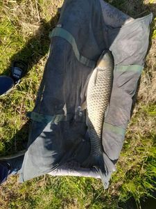 Grass Carp