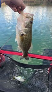 Largemouth Bass