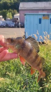 European Perch