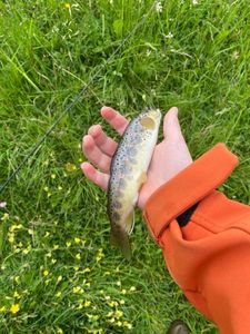 Brown Trout