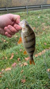 European Perch