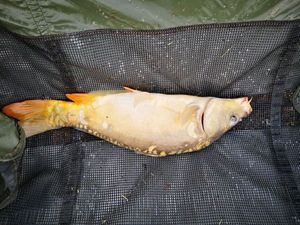 Mirror Carp