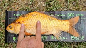 Crucian Carp