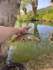 Brown Trout