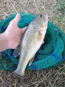 Largemouth Bass