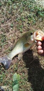 Largemouth Bass