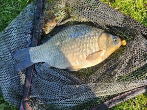 Crucian Carp