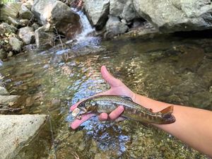 Brown Trout