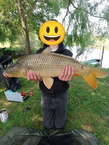Common Carp