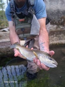 Brown Trout