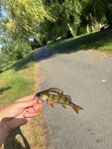 European Perch