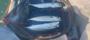 Mackerel