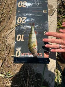 European Perch