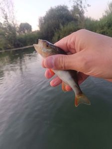 European Perch