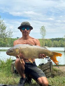 Common Carp