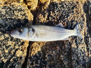 European Bass (Seabass)