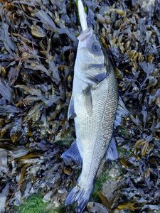 European Bass (Seabass)