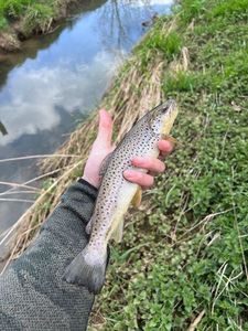 Brown Trout