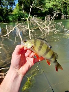 European Perch