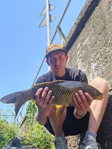 Common Carp