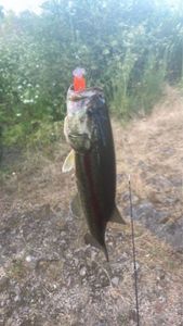 Largemouth Bass