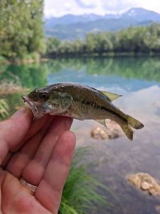 Largemouth Bass