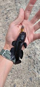 Round Goby