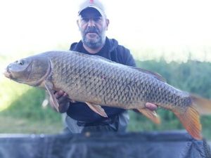 Common Carp