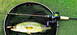 Largemouth Bass