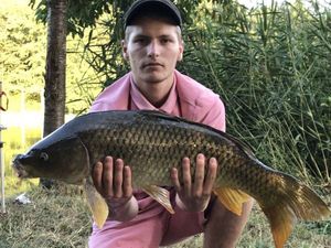 Common Carp
