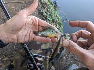 Green Sunfish
