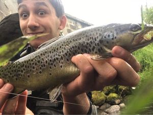 Brown Trout