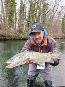 Brown Trout