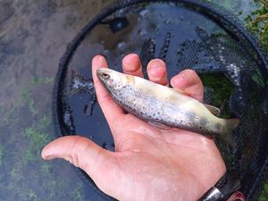 Brown Trout
