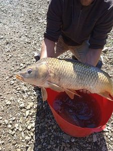 Common Carp