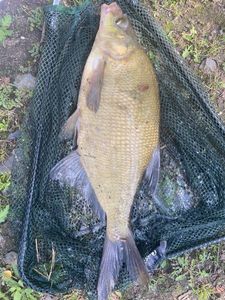 Common Bream