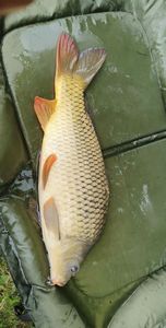 Common Carp