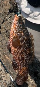 Ballan Wrasse