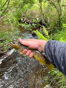 Brown Trout