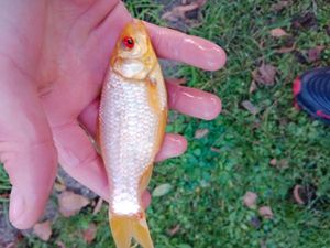 Goldfish