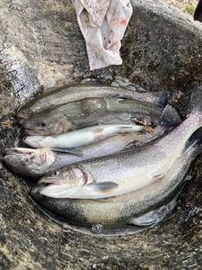 Cutthroat Trout