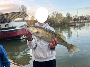 Zander