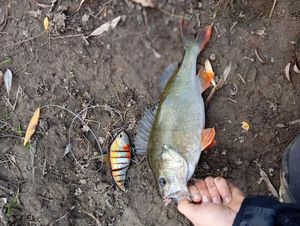 European Perch