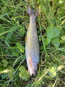 Brown Trout
