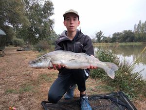 Zander
