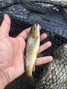 Brown Trout