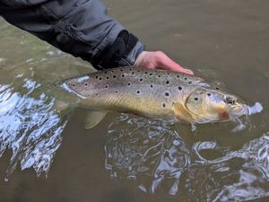 Brown Trout
