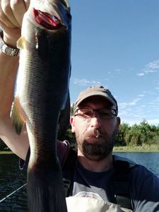 Largemouth Bass