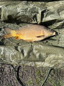 Mirror Carp